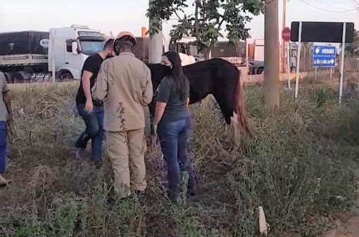 Ataque de abelhas mata dois cavalos no bairro Pinhalzinho