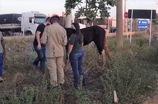 Ataque de abelhas mata cavalo e deixa homem ferido em Montes Claros, Grande Minas