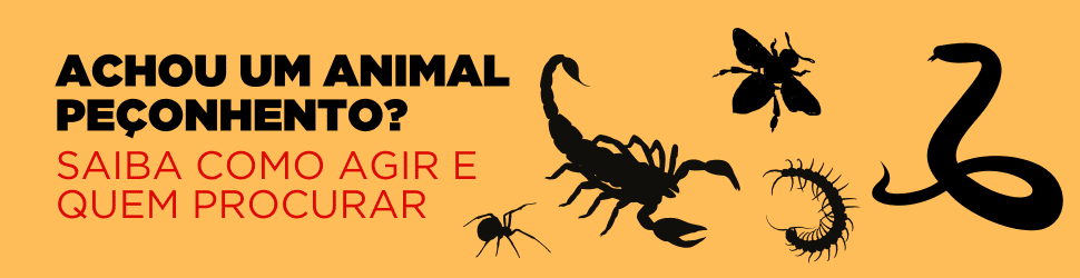 Achou um animal peçonhento Saiba como agir e quem procurar