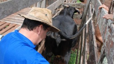 10935-projeto-iatf-realiza-diagnostico-de-gestacao-bovina-no-arapua-e-pontal-do-faia