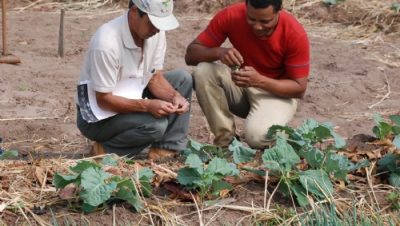 13073-agricultores-do-cinturao-verde-recebem-visita-de-tecnicos-do-sebrae