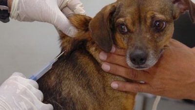 15525-vacina-de-caes-e-gatos-continua-neste-sabado