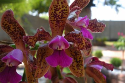 17223-exposicao-de-orquideas-na-casa-do-artesao-comeca-hoje