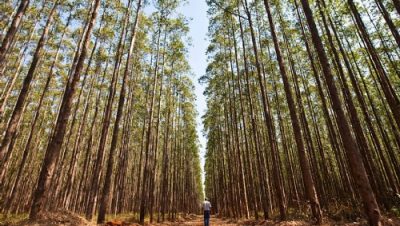 17325-jornal-aponta-tres-lagoas-como-nova-rainha-da-celulose-no-pais