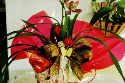 18773-exposicao-de-orquideas