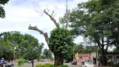 19570-velho-jatoba-na-avenida-filinto-muller
