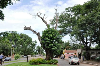 19570-velho-jatoba-na-avenida-filinto-muller