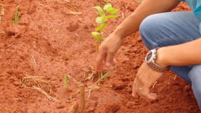 2009-sericicultura-e-prejudicada-pela-estiagem