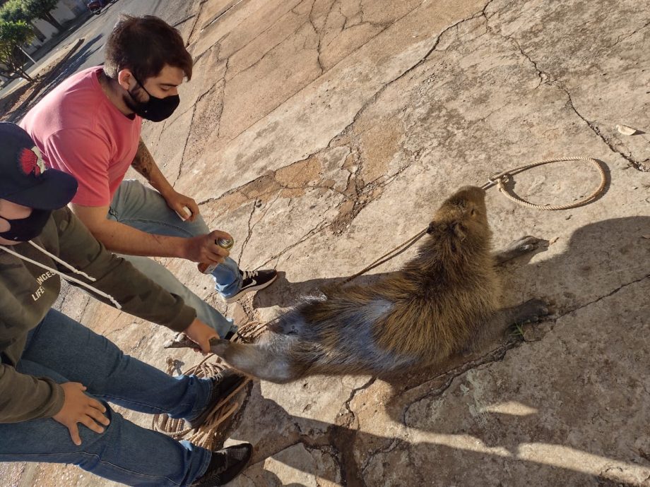 Foto aproximada da cabeça de uma capivara enquanto ela move suas