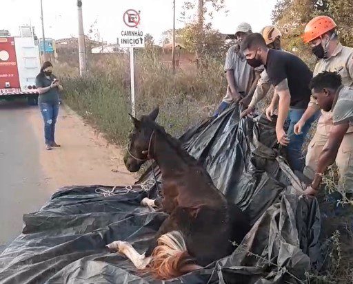 Ataque de 50 mil abelhas deixa animais feridos, mata cavalo e causa pânico  em bairro da Serra