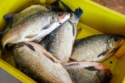 feira_do_peixe-19