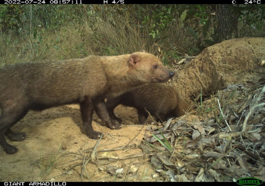 Animais extintos: veja a lista com exemplos e imagens - Brasil Escola