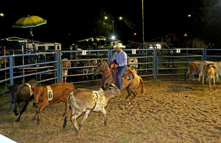 Estância da Mata - Ranch Sorting