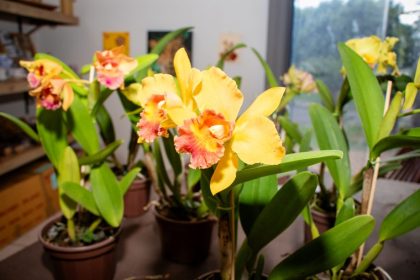 EXPOSICAO-ROSAS-ORQUIDEAS-8