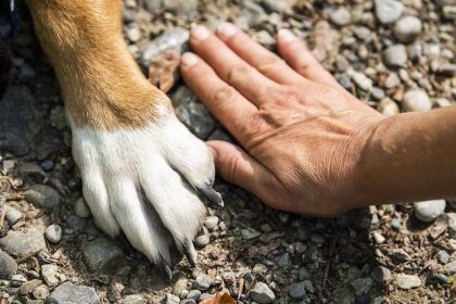 paw-7231300_640