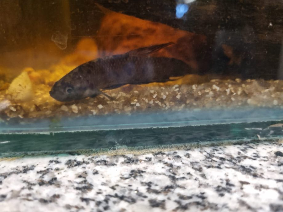 I ENCONTRO DE EDUCAÇÃO AMBIENTAL (4)