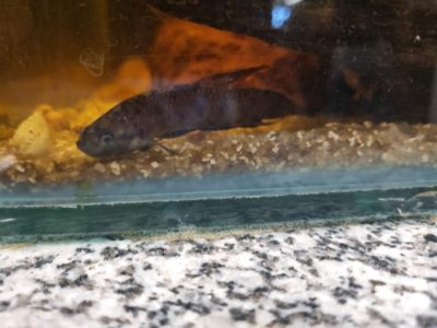 I ENCONTRO DE EDUCAÇÃO AMBIENTAL (4)