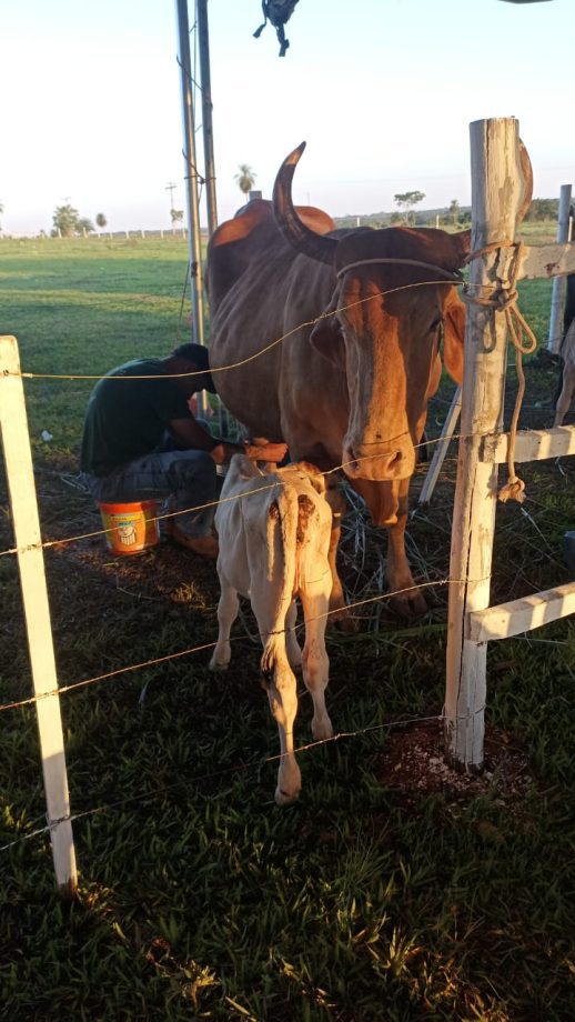 2º Torneio Leiteiro Arapuá (29)