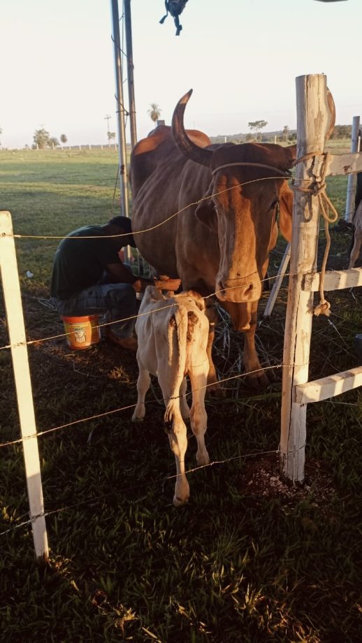 2º Torneio Leiteiro Arapuá (31)
