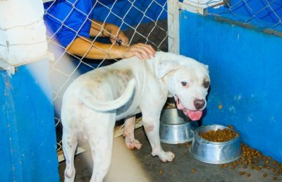 CACHORROS ADOÇÃO CCZ 18-03 (13)