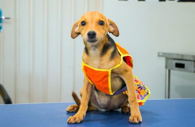 CACHORROS ADOÇÃO CCZ 18-03 (14)