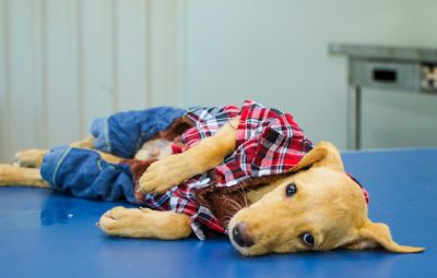 CACHORROS ADOÇÃO CCZ 18-03 (15)