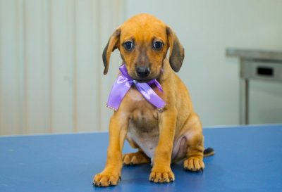 CACHORROS ADOÇÃO CCZ 18-03 (2)