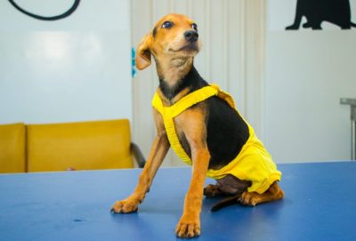 CACHORROS ADOÇÃO CCZ 18-03 (20)