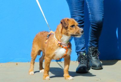 CACHORROS ADOÇÃO CCZ 18-03 (30)