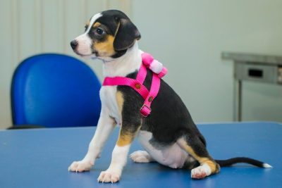 CACHORROS ADOÇÃO CCZ 18-03 (37)