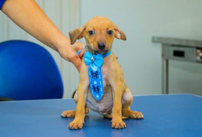 CACHORROS ADOÇÃO CCZ 18-03 (39)