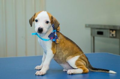 CACHORROS ADOÇÃO CCZ 18-03 (42)