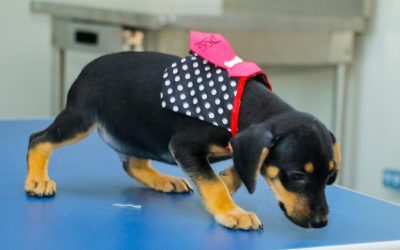 CACHORROS ADOÇÃO CCZ 18-03 (43)