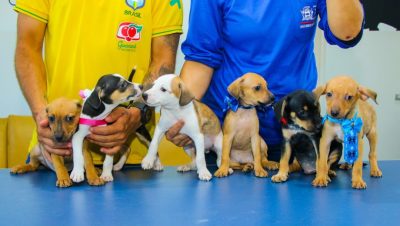 CACHORROS ADOÇÃO CCZ 18-03 (5)