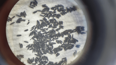 aedes-aegypti-larva-1024×576