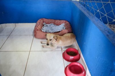 CENTRO DE REABILITA&Ccedil;&Atilde;O ANIMAL 27-04-26 (12)