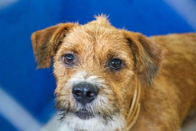 CENTRO DE REABILITA&Ccedil;&Atilde;O ANIMAL 27-04-26 (14)