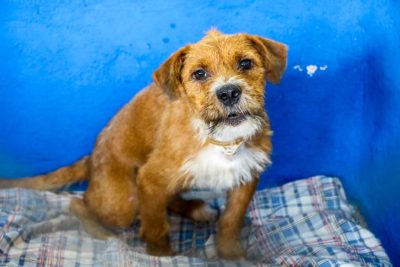 CENTRO DE REABILITA&Ccedil;&Atilde;O ANIMAL 27-04-26 (16)