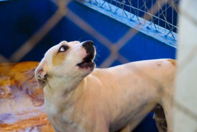 CENTRO DE REABILITA&Ccedil;&Atilde;O ANIMAL 27-04-26 (38)