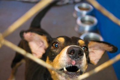 CENTRO DE REABILITA&Ccedil;&Atilde;O ANIMAL 27-04-26 (43)