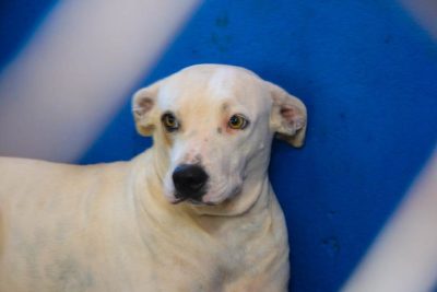 CENTRO DE REABILITA&Ccedil;&Atilde;O ANIMAL 27-04-26 (55)