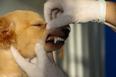 CENTRO DE REABILITA&Ccedil;&Atilde;O ANIMAL 27-04-26 (7)