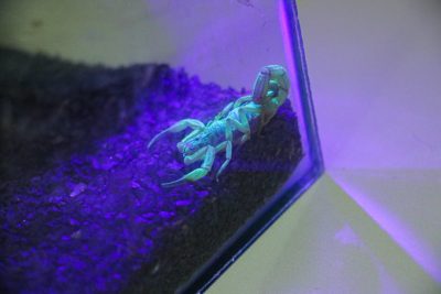 DIA MUNDIAL DA SAÚDE (14)