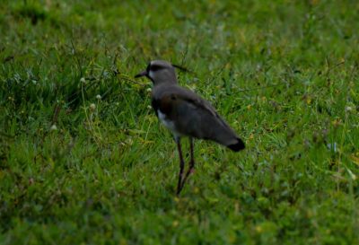 DIA OBSERVAÇÃO DOS PÁSSAROS 09-05 (1)