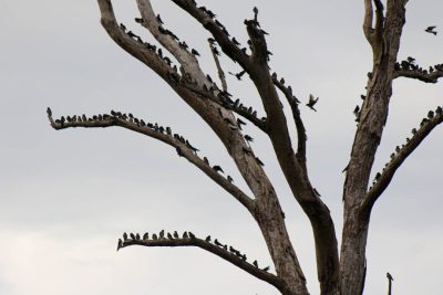 DIA OBSERVAÇÃO DOS PÁSSAROS 09-05 (2)