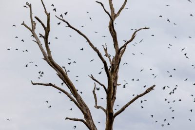 DIA OBSERVAÇÃO DOS PÁSSAROS 09-05 (29)