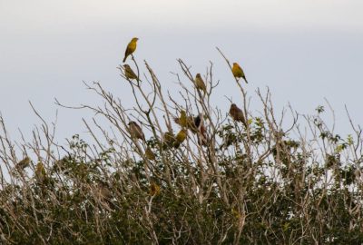 DIA OBSERVAÇÃO DOS PÁSSAROS 09-05 (31)