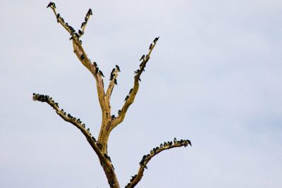 DIA OBSERVAÇÃO DOS PÁSSAROS 09-05 (34)