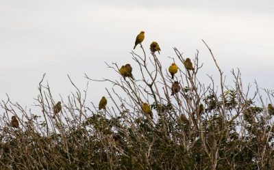 DIA OBSERVAÇÃO DOS PÁSSAROS 09-05 (35)