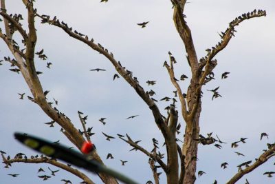DIA OBSERVAÇÃO DOS PÁSSAROS 09-05 (4)